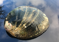 Abalone Schnecke Turmalin