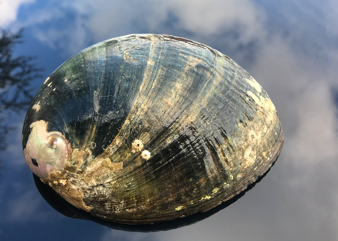 Abalone Schnecke Turmalin
