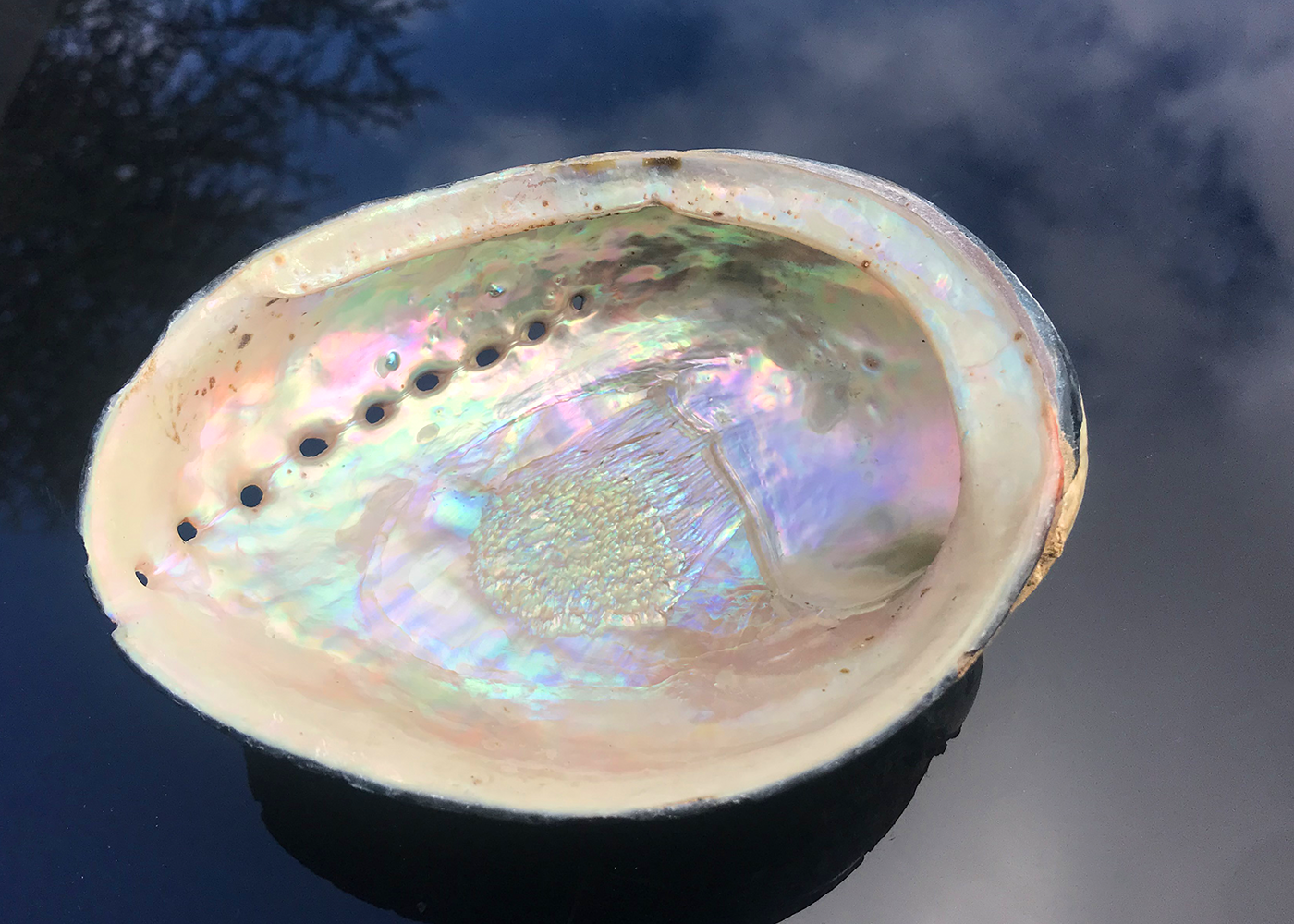 Abalone Schnecke Turmalin