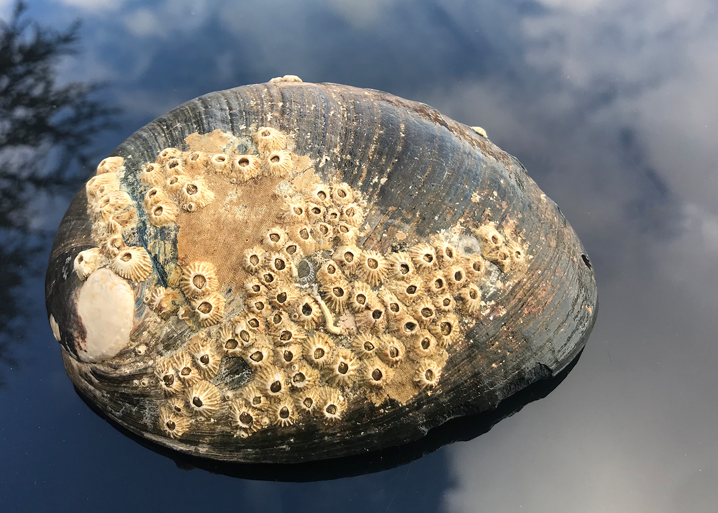 Abalone Schnecke Turmalin