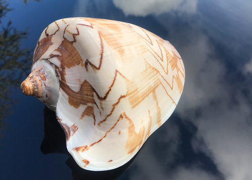 Conchiglie Voluta Nobilis 19cm