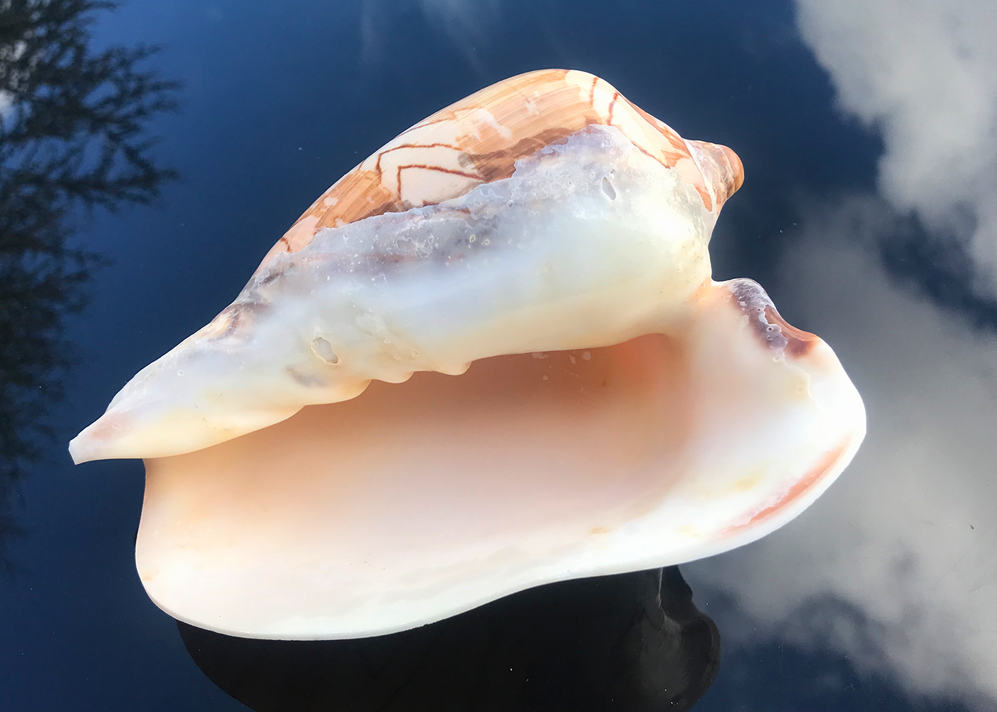 Conchiglie Voluta Nobilis 19cm