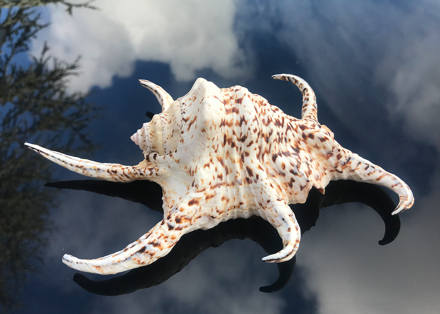 Conchiglie lambis Chiragra 22cm